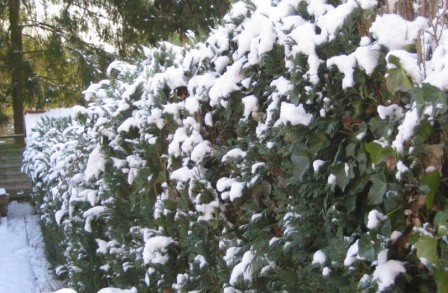 haie neige